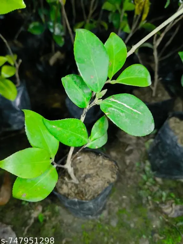 Pink_Camellia_Flower_Live_Plant_Evergreen_Flowering_For_Outdoor