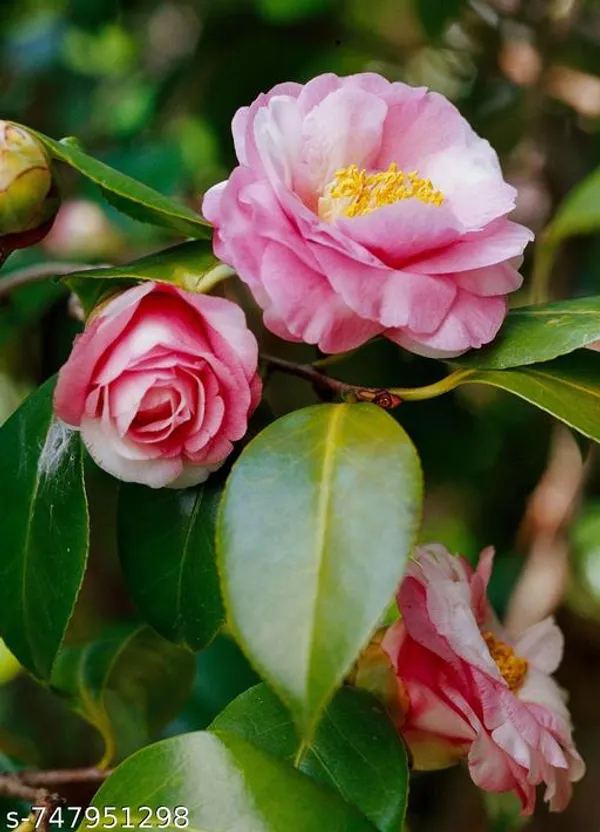 Pink_Camellia_Flower_Live_Plant_Evergreen_Flowering_For_Outdoor