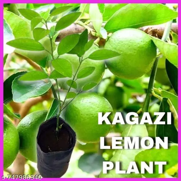 Green_Live_Lemon_Plant_Kagzi_Nimbu_Citrus_Fruit_For_Home_Garden_Outdoor