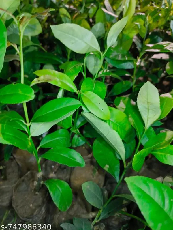 Green_Live_Lemon_Plant_Kagzi_Nimbu_Citrus_Fruit_For_Home_Garden_Outdoor