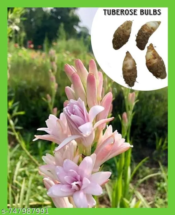 Pink_Tuberose_Rajnigandha_Flower_Bulbs_Double_Petal_Fragrant_Variety_Pack_Of_5_For_Outdoor