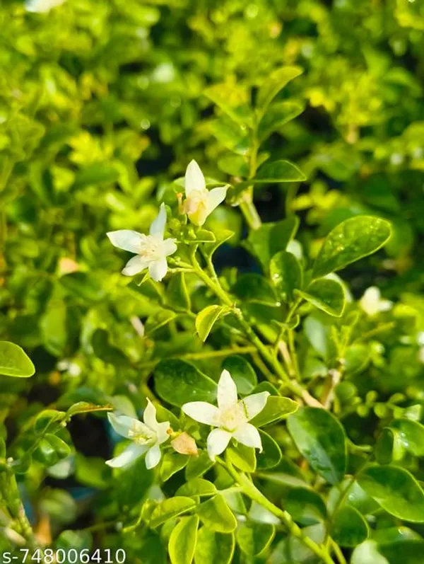 White_Madhu_Kamini_Live_Flower_Plant_Mini_Mogra_Sweet_Fragrance_For_Indoor