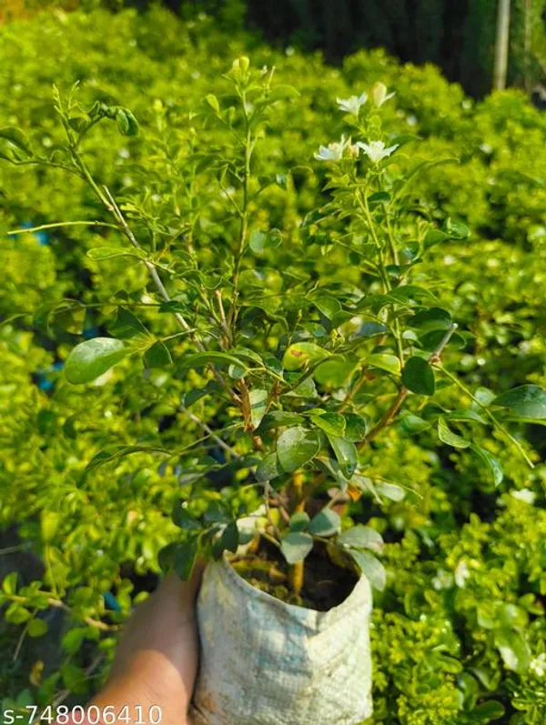 White_Madhu_Kamini_Live_Flower_Plant_Mini_Mogra_Sweet_Fragrance_For_Indoor