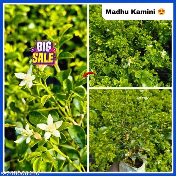 White_Madhu_Kamini_Live_Flower_Plant_Mini_Mogra_Sweet_Fragrance_For_Indoor