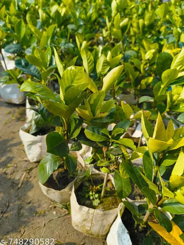 Pink_Gondhoraj_Flower_Plant_Gardenia_Fragrant_Live_Flowering_For_Outdoor