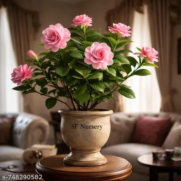 Pink_Gondhoraj_Flower_Plant_Gardenia_Fragrant_Live_Flowering_For_Outdoor