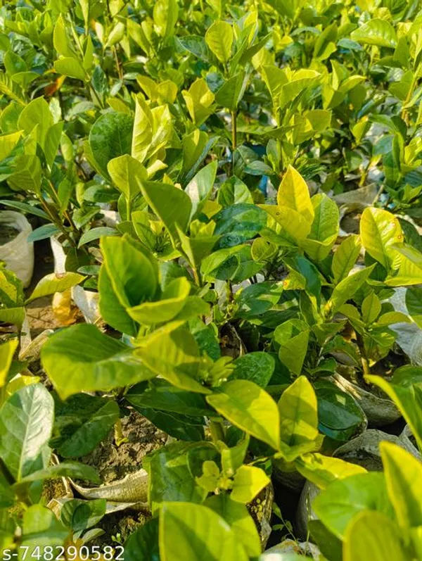 Pink_Gondhoraj_Flower_Plant_Gardenia_Fragrant_Live_Flowering_For_Outdoor