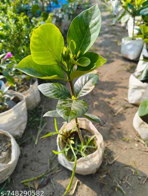 Pink_Gondhoraj_Flower_Plant_Gardenia_Fragrant_Live_Flowering_For_Outdoor