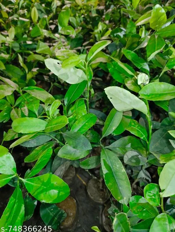 Green_Pack_Of_2_Kagzi_Lemon_Live_Plants_Baramasi_Nimbu_Plant_High_Yield_Fruit_For_Home_Garden_Outdoor