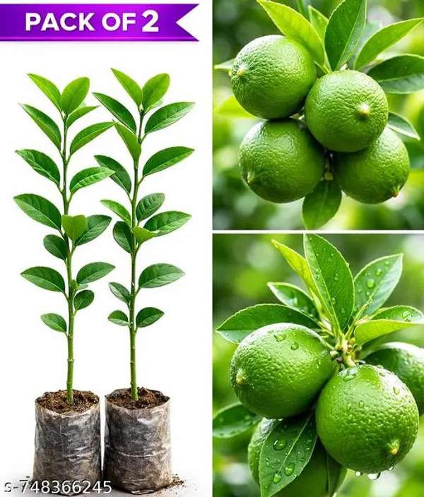 Green_Pack_Of_2_Kagzi_Lemon_Live_Plants_Baramasi_Nimbu_Plant_High_Yield_Fruit_For_Home_Garden_Outdoor