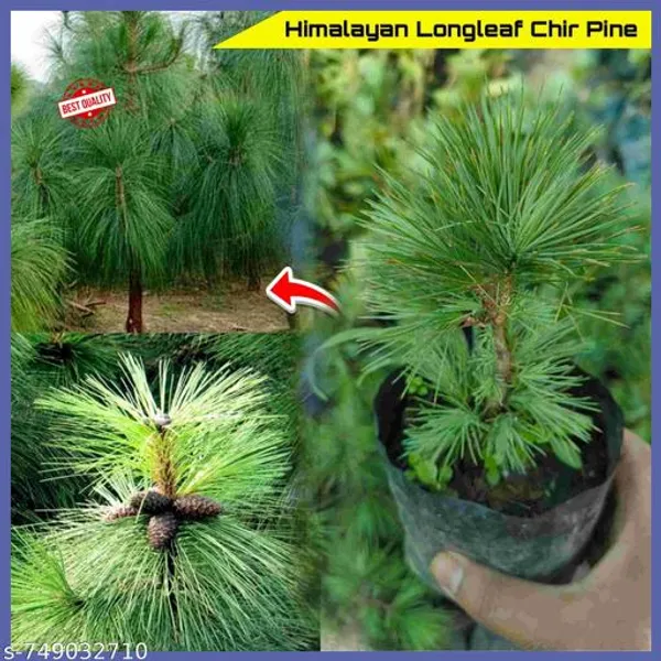 Green_Himalayan_Longleaf_Chir_Pine_Live_Plant_Pinus_Roxburghii_For_Indoor