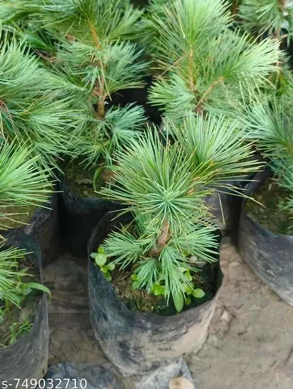 Green_Himalayan_Longleaf_Chir_Pine_Live_Plant_Pinus_Roxburghii_For_Indoor