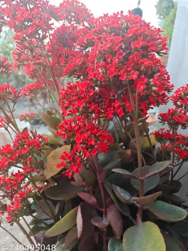 Red_Kalancho_Flower_Plant_For_Outdoor