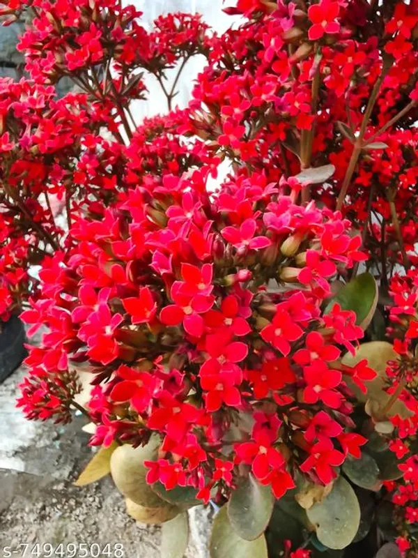 Red_Kalancho_Flower_Plant_For_Outdoor