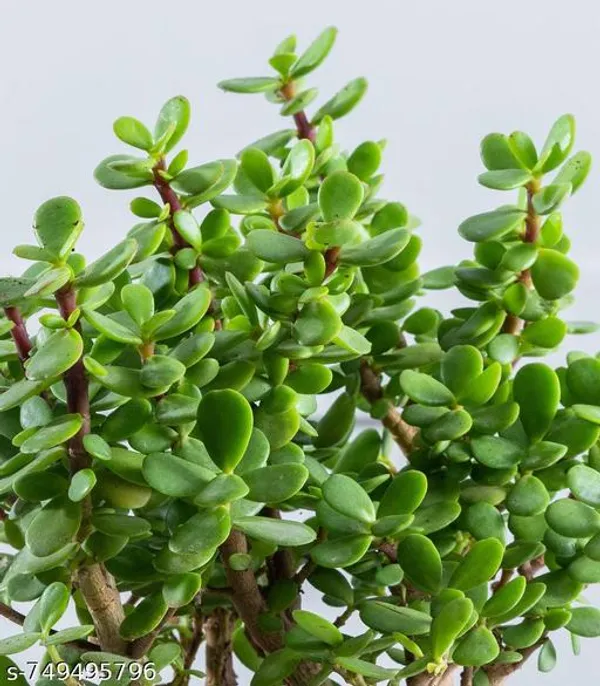 Green_Zade_Plant_For_Indoor