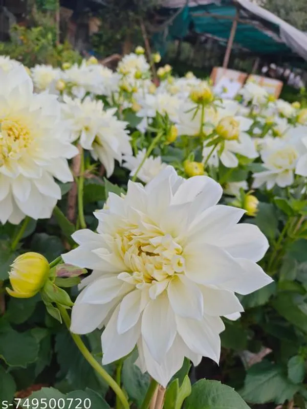 White_Daliya_Plant_For_Outdoor