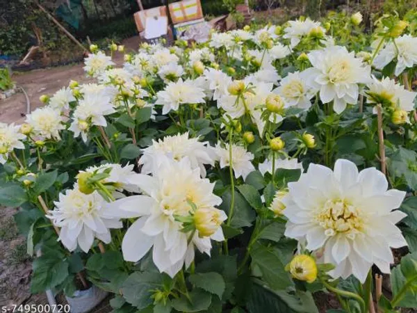 White_Daliya_Plant_For_Outdoor
