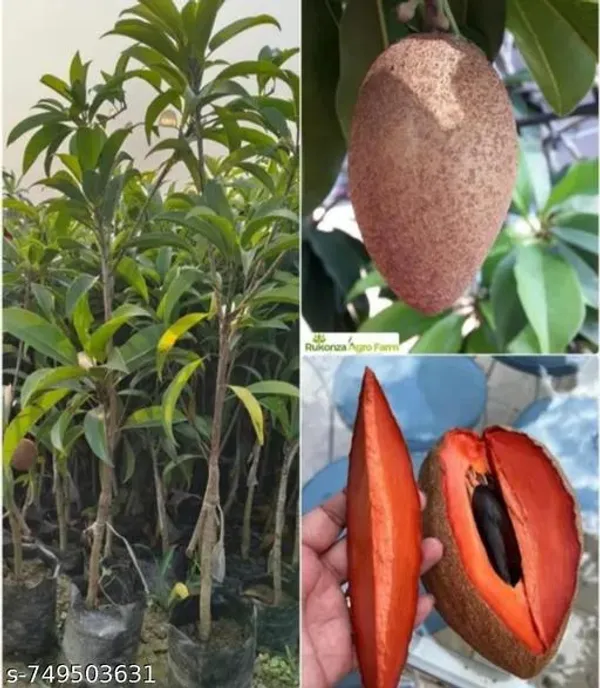 Red_Sapota_Plant_For_Outdoor