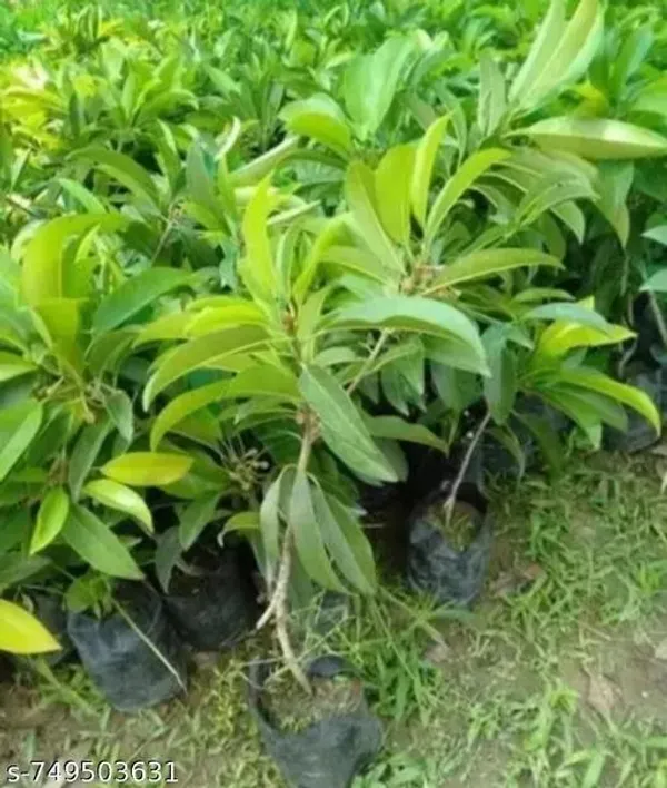 Red_Sapota_Plant_For_Outdoor