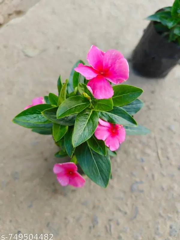 Pink_Nayantara_Flower_Plant_For_Outdoor