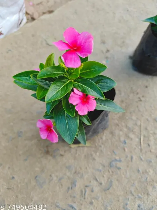 Pink_Nayantara_Flower_Plant_For_Outdoor