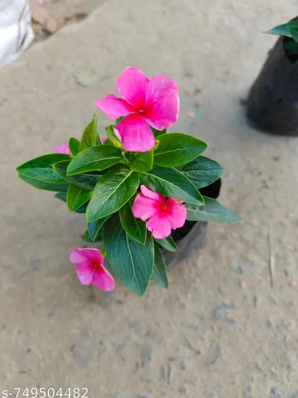 Pink_Nayantara_Flower_Plant_For_Outdoor