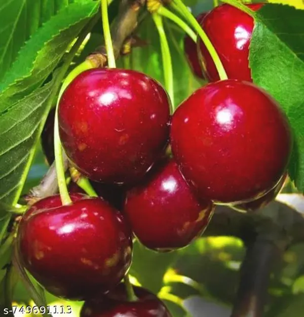 Red_Cherry_Plant_For_Outdoor