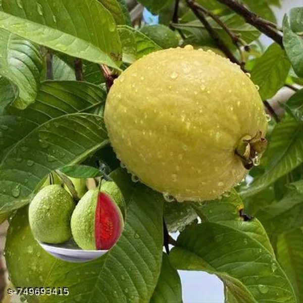 Green_Pink_Guava_Plant_For_Outdoor