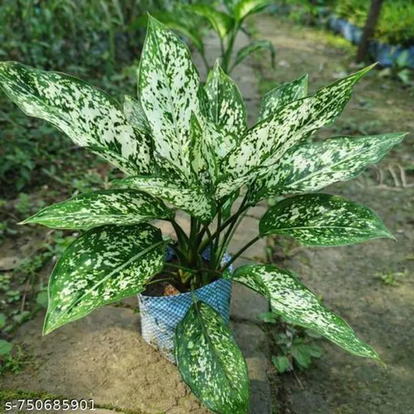 Green_Aglaonema_Snow_White_Live_Plant_For_Indoor