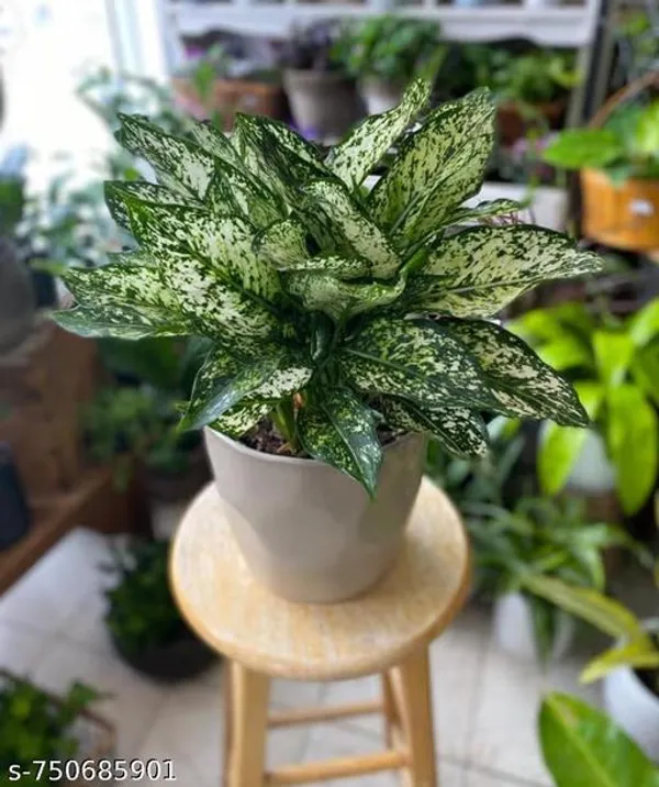 Green_Aglaonema_Snow_White_Live_Plant_For_Indoor