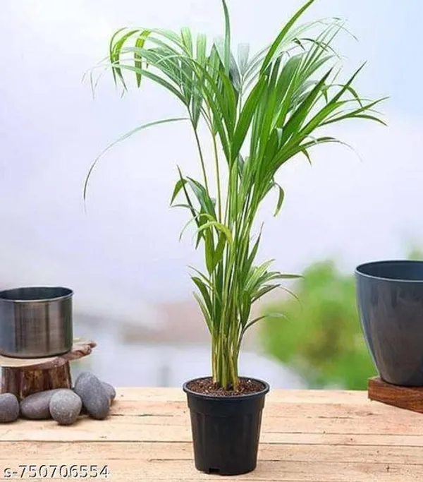 Green_Areca_Palm_Plant_For_Indoor
