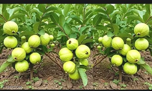 Green_Hybrid_Guava_Plant_For_Outdoor