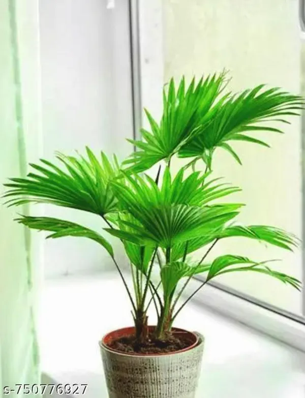 Green_Tal_Palm_Plant_For_Indoor