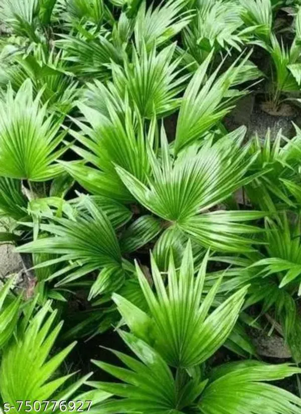 Green_Tal_Palm_Plant_For_Indoor
