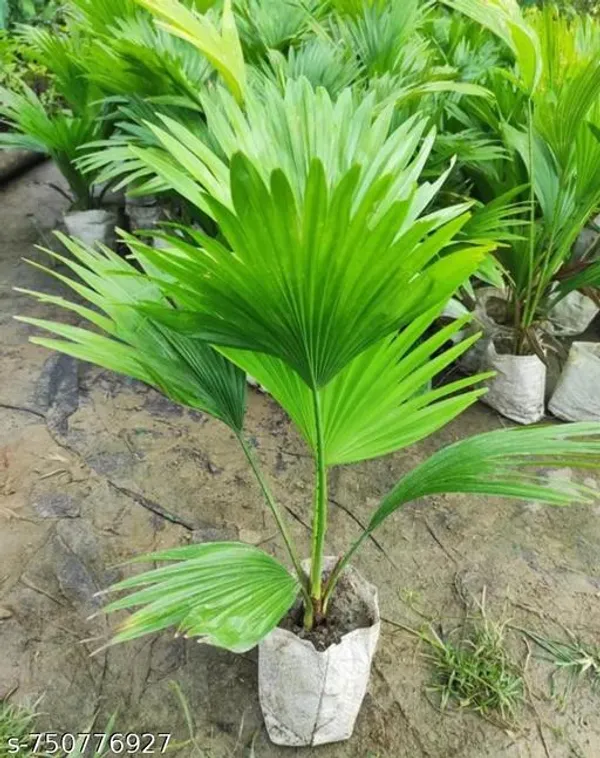 Green_Tal_Palm_Plant_For_Indoor