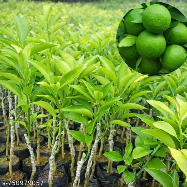 Green_Grafted_Malta_Mosambi_Fruit_Plant_Sweet_Lime_Live_For_Home_Garden_Fast_Growing_Citrus_Outdoor