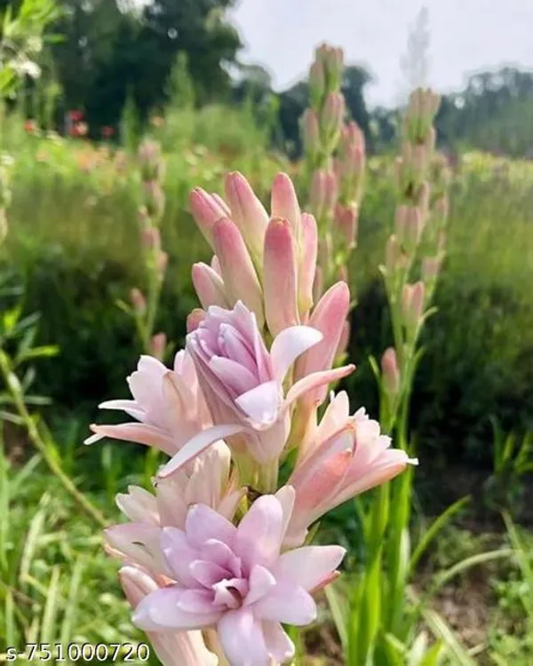 Pink_Rajnigandha_Tuberose_Flower_Bulbs_Fragrant_Blooming_Plant_For_Home_Garden_Easy_Growing_Summer_6_Pack_Outdoor
