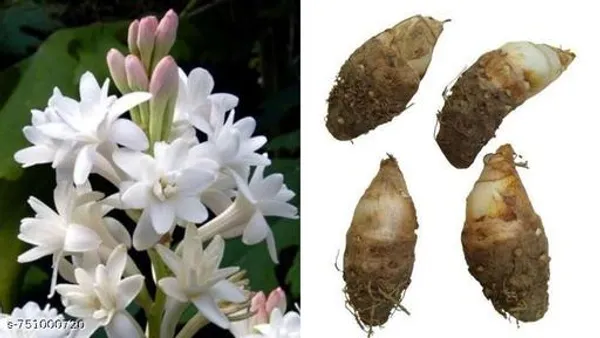 Pink_Rajnigandha_Tuberose_Flower_Bulbs_Fragrant_Blooming_Plant_For_Home_Garden_Easy_Growing_Summer_6_Pack_Outdoor