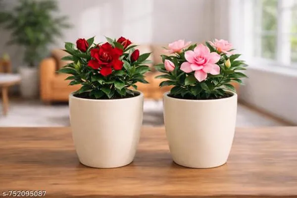 Multicolor_2_Pcs_Live_Gondhoraj_Flower_Plant_Fragrant_Citrus_Home_Garden_For_Outdoor