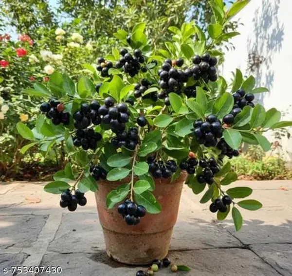Black_Jamun_For_Outdoor