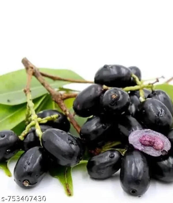 Black_Jamun_For_Outdoor