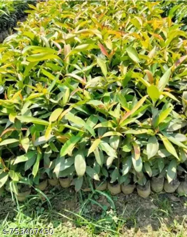 Black_Jamun_For_Outdoor
