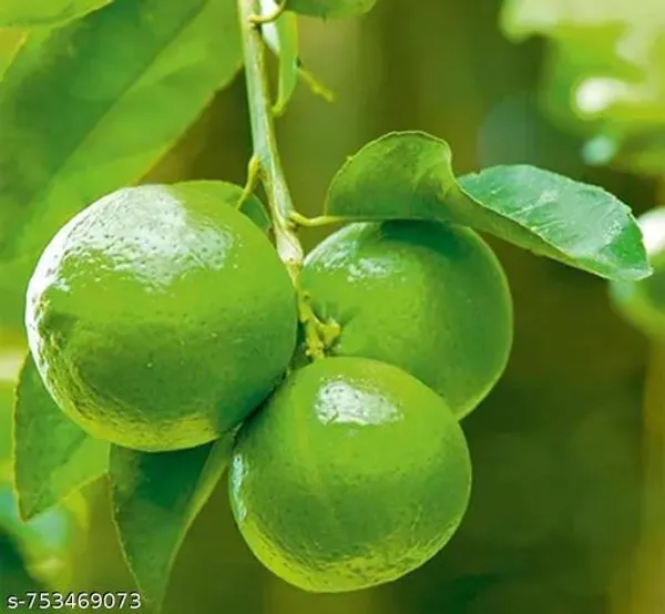 Green_Lemon_Plant_For_Outdoor
