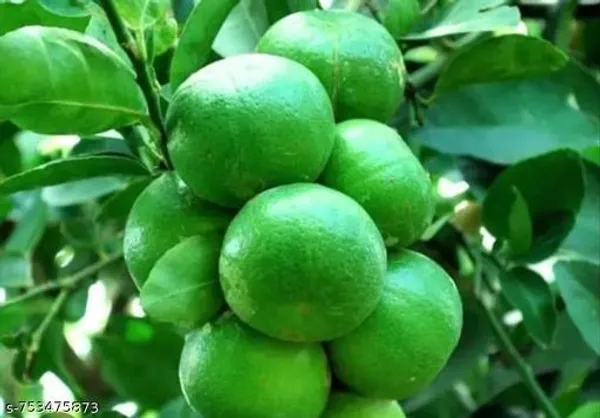 Green_Lemon_Plant_For_Outdoor