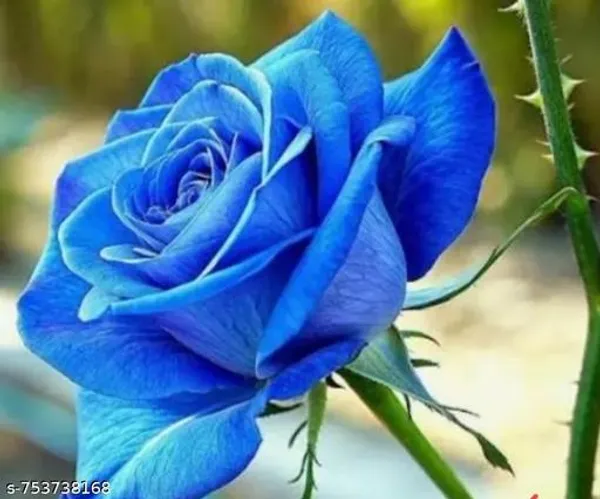 Blue_Rose_Plant_For_Outdoor