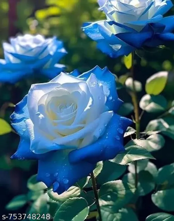 Blue_White_Rose_Plant_For_Outdoor
