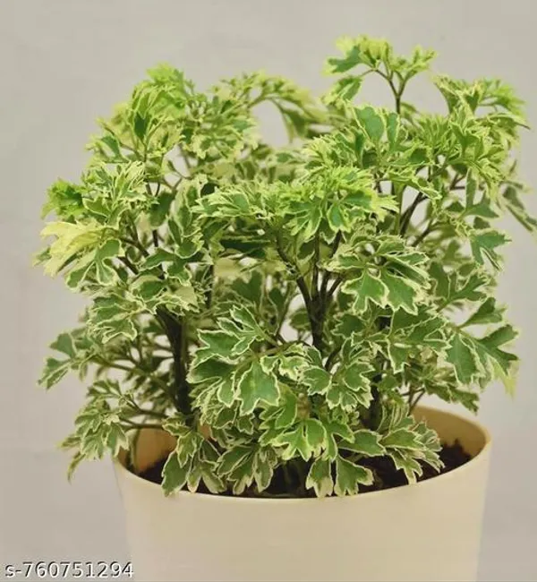 Green_Aralia_Plant_For_Outdoor