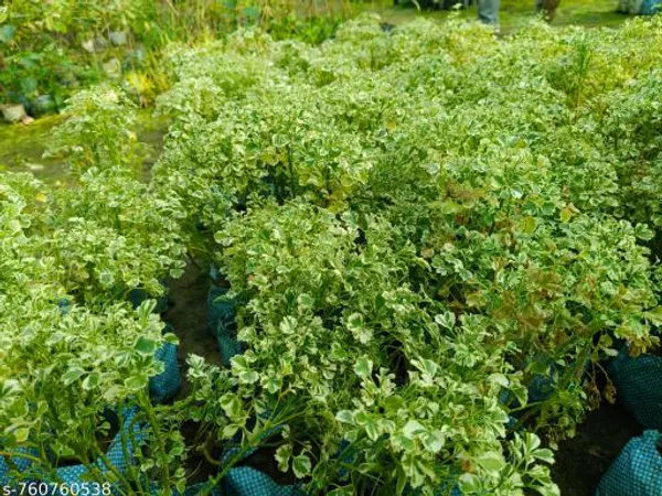 Green_Aralia_Plant_For_Indoor