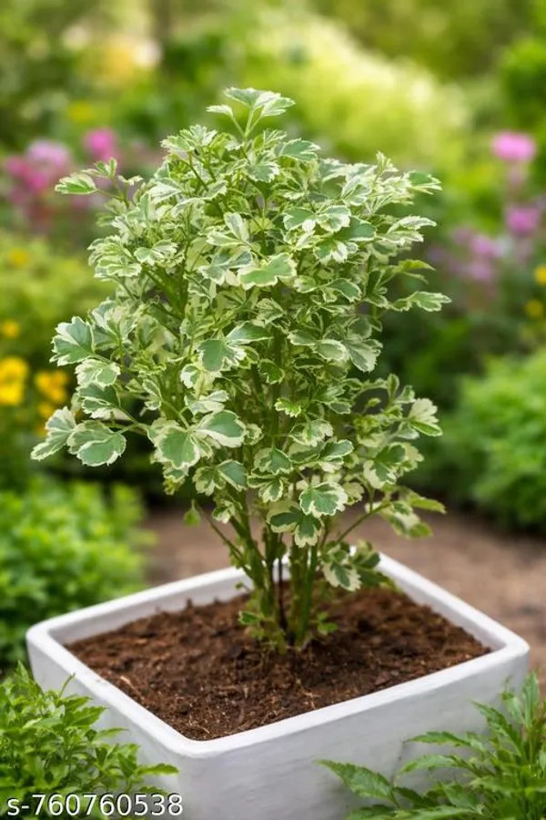 Green_Aralia_Plant_For_Indoor