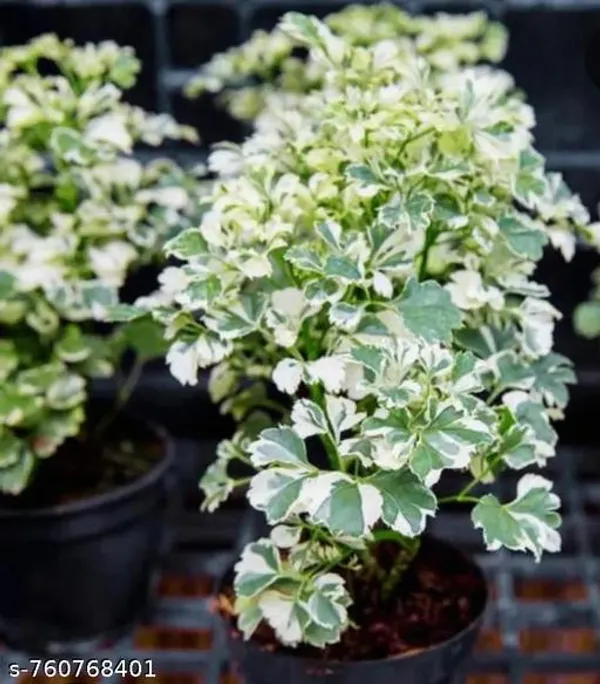 Green_Aralia_Plant_For_Indoor